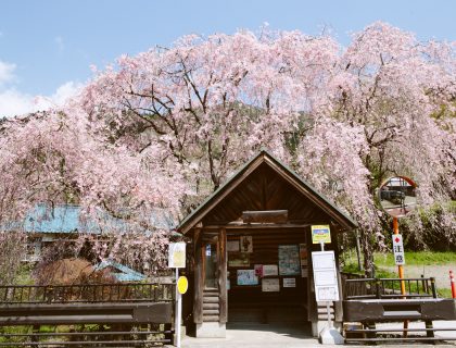 人里枝垂れ桜